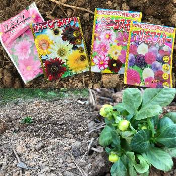 レインボーカラー コスモスの投稿画像一覧 Greensnap グリーンスナップ