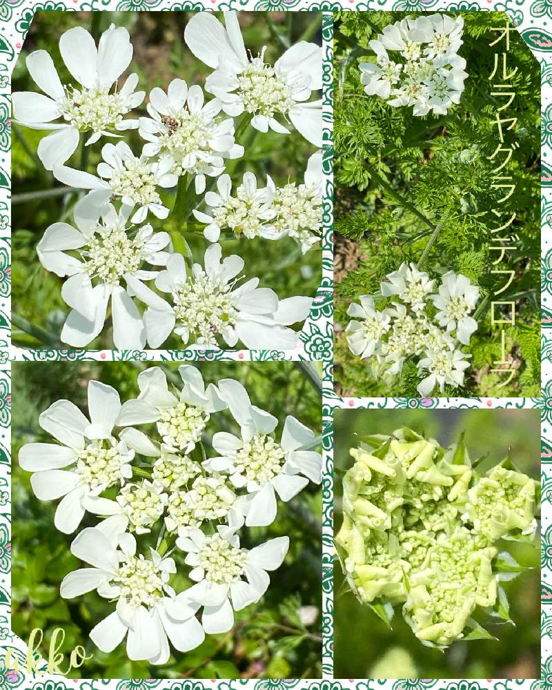 オルレア グランディフローラの投稿画像 By ひみつのアッコちゃんさん 花のある暮らしと美しい花と可愛い花と我が家の花畑 月5月3日 Greensnap グリーンスナップ