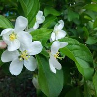 ヒメリンゴ,広い庭の画像