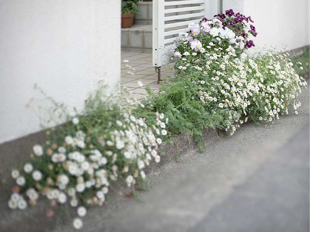 エリゲロンの投稿画像 By Kayoさん 小さな庭と春のガーデニングとマイガーデンとナチュラルガーデンとおうち園芸とガーデニングと花 のある暮らしとお花のある生活と白い花と春のガーデニングとマイガーデンとナチュラルガーデンとおうち園芸とガーデニングと花の