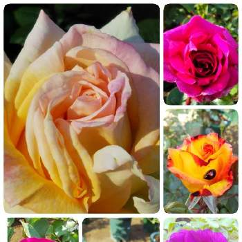 薔薇ビオレッタの投稿画像一覧 Greensnap グリーンスナップ