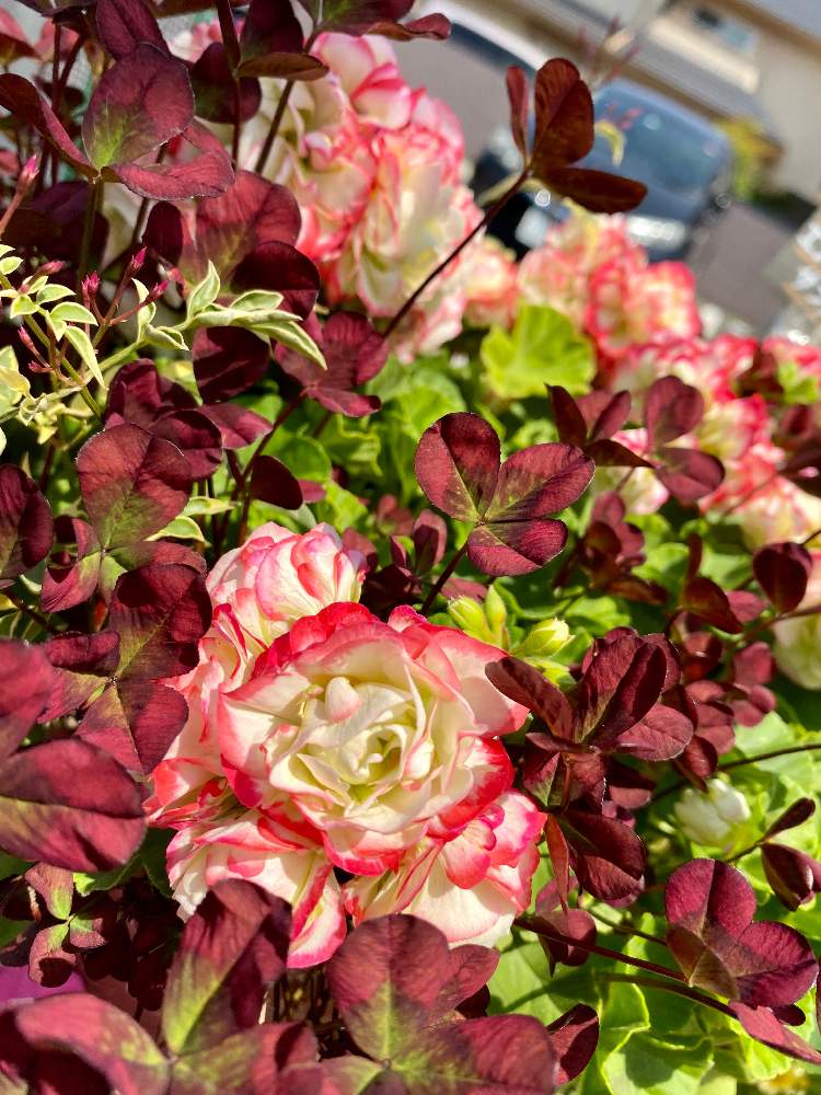 ゼラニウムの投稿画像 By さいたまさん ゼラニウム エンゼルブーケと一輪の魅力と赤の輝き と近所の園芸店とイキイキ と白い花の輝き と小さい花の癒し と皆様に心から感謝 と素敵なピンクと葉っぱの魅力 と寄せ植えサンプルと白い花好き 月5月3