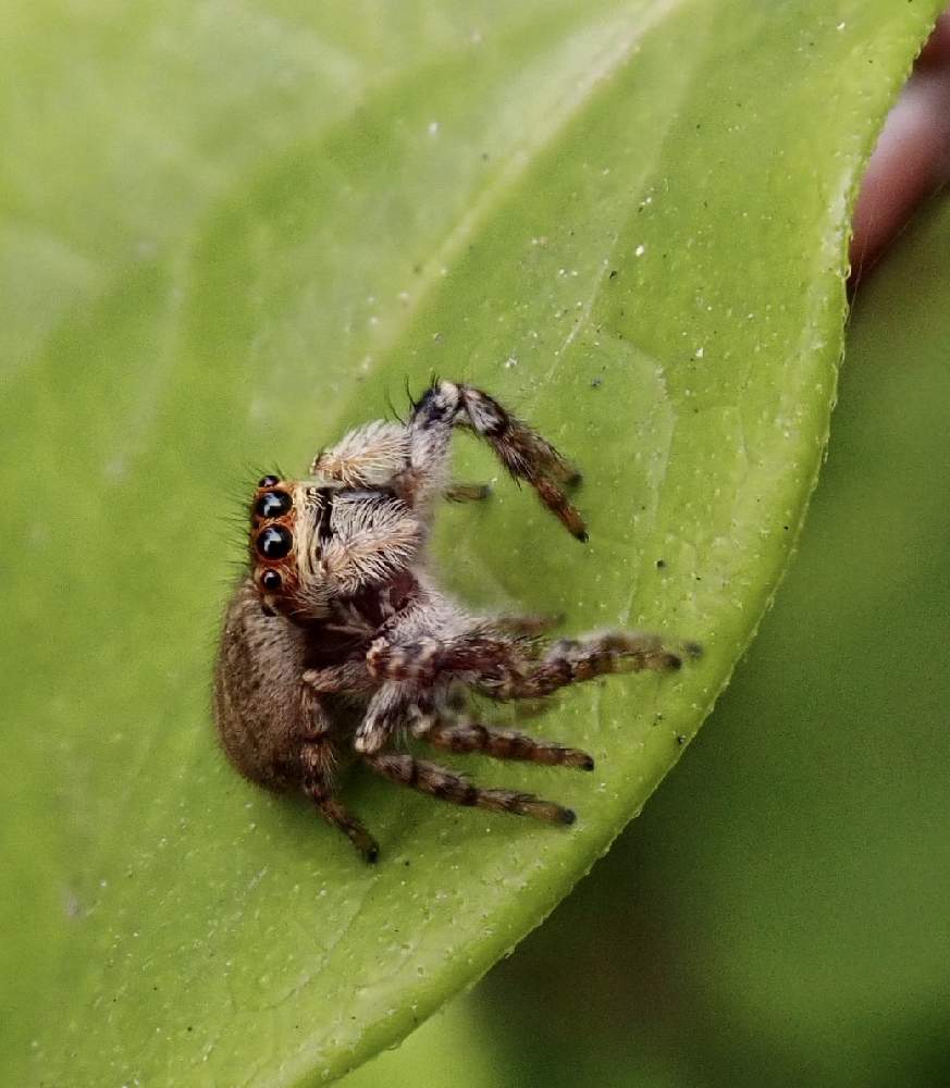 ロウバイの投稿画像 By ねこたんぽさん ネコハエトリと下関 彦島の風景と自然とolympus Tg5と虫シリーズとマクロ撮影と庭木とみどりのまとめとハエトリと季節感 月5月3日 Greensnap グリーンスナップ