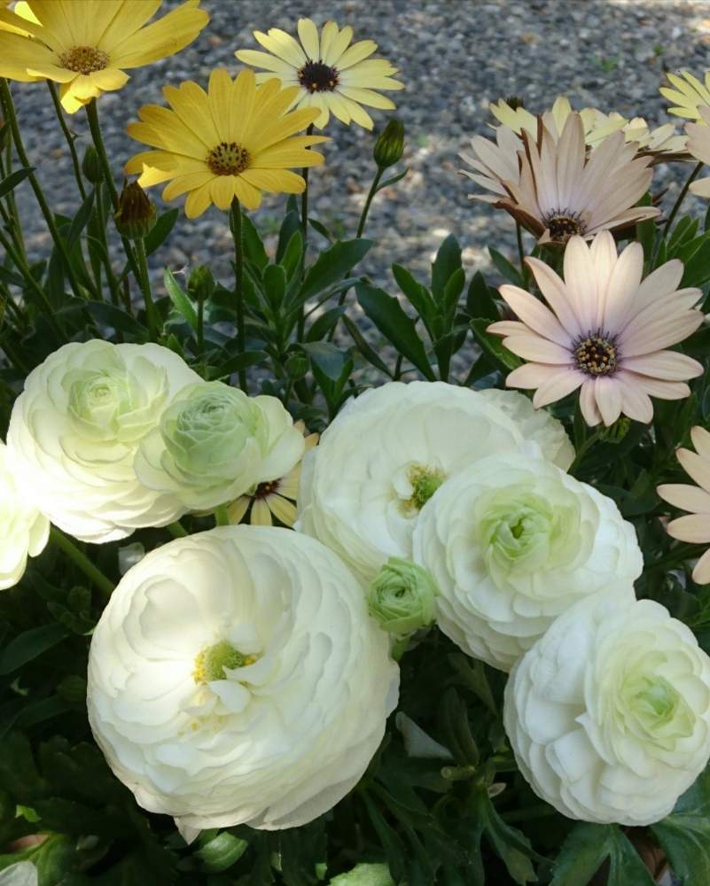ラナンキュラスの投稿画像 By トレニアさん オステオスペルマムと寄せ植えとおうち園芸と花に癒されと黄色の花と花のある暮らしと白い花 月5月3日 Greensnap グリーンスナップ