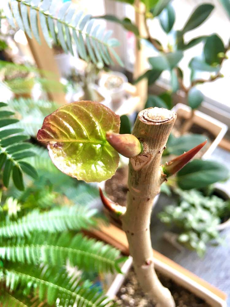 観葉植物の投稿画像 By まめさん 剪定とオチビと ウンベラータと新芽 月5月3日 Greensnap グリーンスナップ