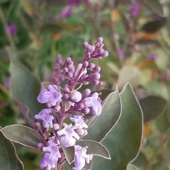 パープルの花 の投稿画像一覧 Greensnap グリーンスナップ