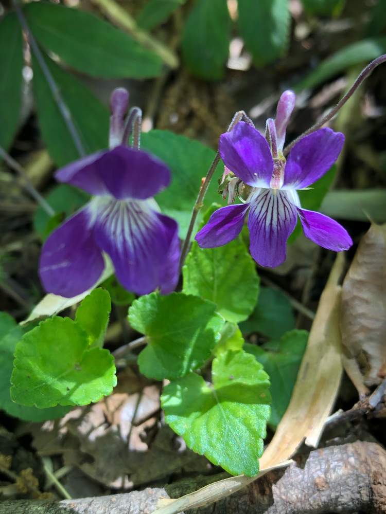 超歓迎 山野草 タチツボスミレ 植物 観葉植物 インテリア 住まい 小物 Belvtor By