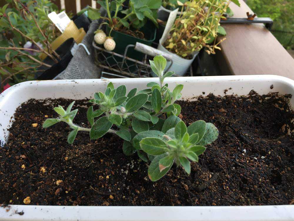 カインズ定点観測モニター エンボルブルス ブルーマイマインド薫乃編 Greensnap グリーンスナップ カインズ定点観測モニター エンボルブルス ブルーマイマインド薫乃編 Greensnap グリーンスナップ