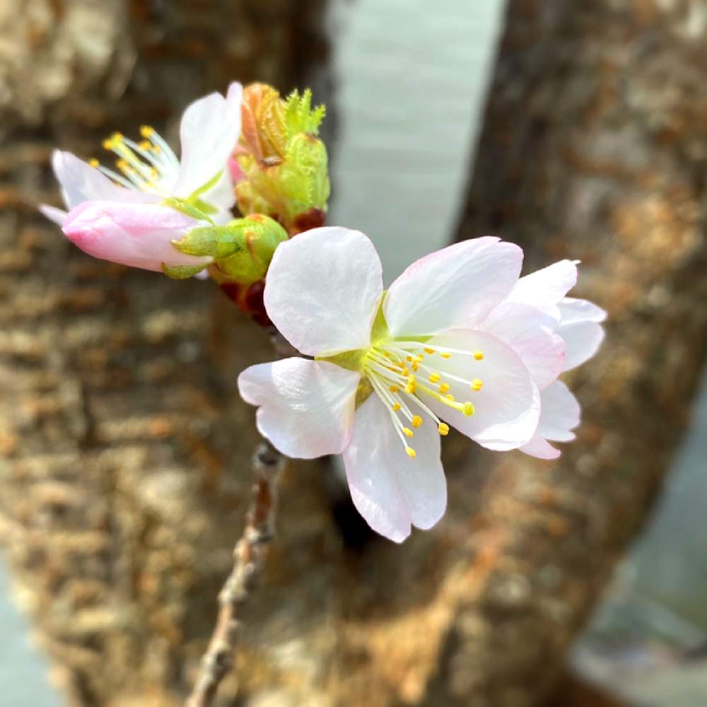 さくら サクラ 桜の投稿画像 By ゆみえさん 春のお花と山桜 とおうち園芸と桜の花 と可愛いと記念樹と春の花壇と花のある暮らしと北海道 月5月3日 Greensnap グリーンスナップ