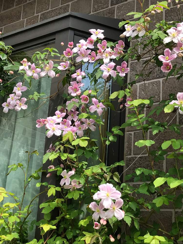 クレマチス モンタナの投稿画像 By チロルさん ピンクの花とマイガーデンとクレマチス とはるが来た と新潟と花のある暮らしと庭の宿根草 月5月3日 Greensnap グリーンスナップ