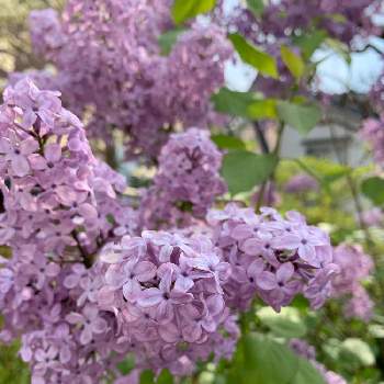 ハシドイ属の投稿画像一覧 Greensnap グリーンスナップ ハシドイ属の投稿画像一覧 Greensnap グリーンスナップ