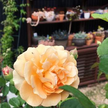 バラ バフビューティの画像 by meihoさん | 小さな庭とバラとバラ ’ バフ・ビューティー ’とバラ・ミニバラとばら バラ 薔薇とバラ バフビューティ