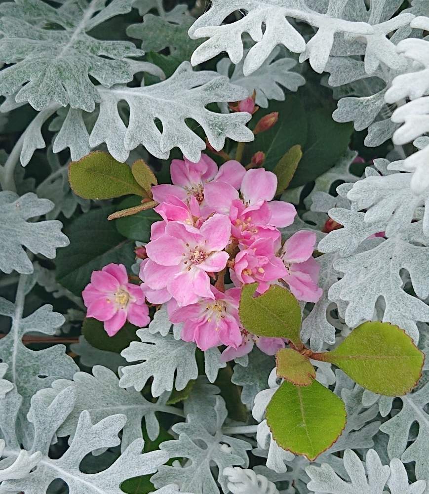 みどりのある暮らしの投稿画像 By Snowtimeさん スマホ撮影とピンクの花とピンク ピンクと白い葉 とおうち園芸と今日の一枚と花のある暮らしとお花のある生活とフレームアレンジと白妙菊 月5月3日 Greensnap グリーンスナップ
