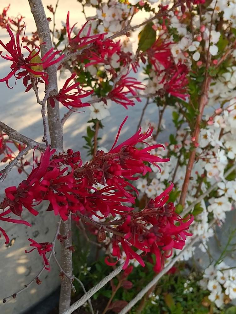 トキワマンサクの投稿画像 By Flower Skyさん 花の咲く木と季節を楽しむと満開と赤い花と春の花 と花のある暮らしとウォーキング途中に 月5月3日 Greensnap グリーンスナップ