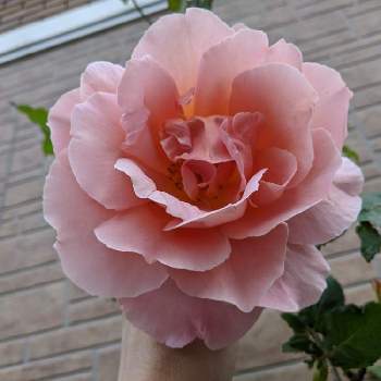 バラ ティファニーの画像 by ベリー❤さん | 玄関とバラ ティファニーとありがとう❤️と咲いたよと癒しと感謝と名古屋支部とバラ・ミニバラとバラを楽しむ