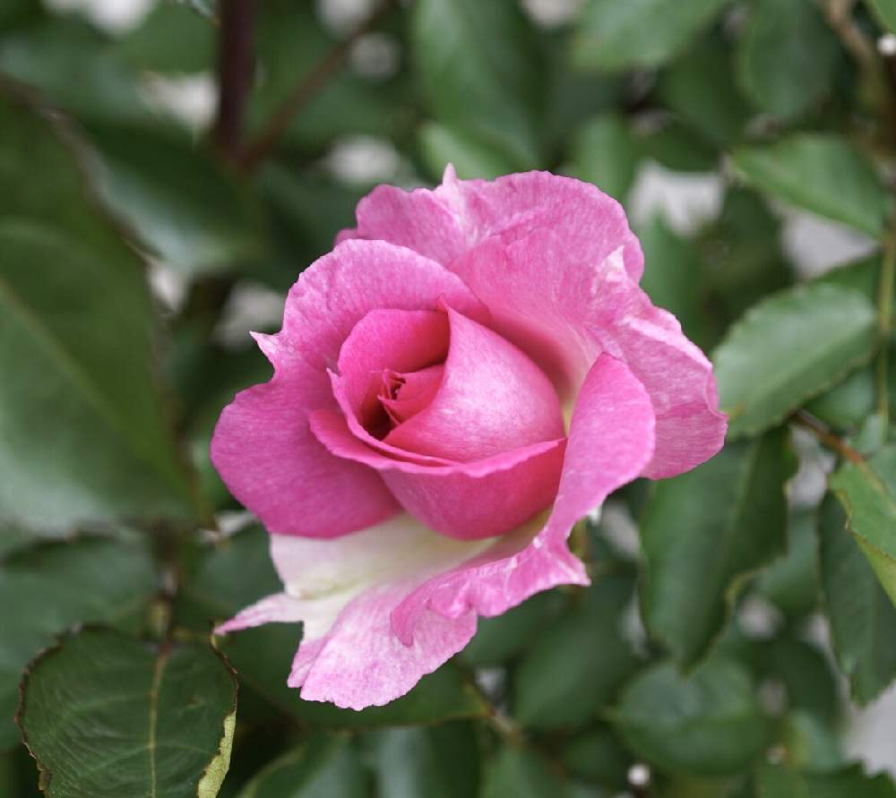 寄せ植えの投稿画像 By ゆかりんさん バラのある暮らしとおうち園芸と バラとクレマチス フォトコンとガーデニングと花のある暮らしと小さな庭 月5月3日 Greensnap グリーンスナップ