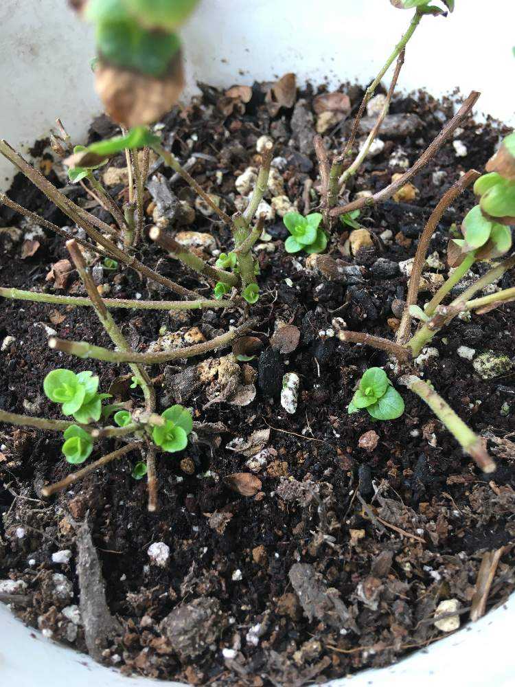 オレガノケントビューティーの記録 Greensnap グリーンスナップ