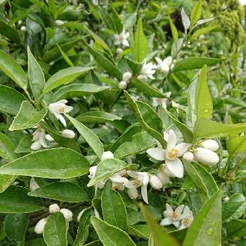 すだちの花の投稿画像一覧 Greensnap グリーンスナップ