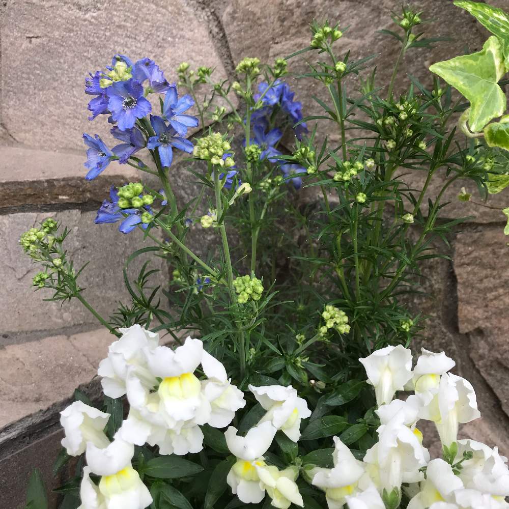 デルフィニウム青の投稿画像 By れいさん 金魚草 月5月3日 Greensnap グリーンスナップ