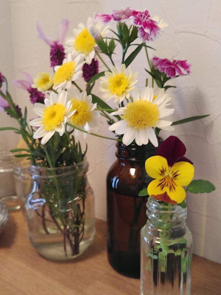 空き瓶の投稿画像 By ﾍﾞﾋﾞﾘｰﾌさん ビオラ パンジーと切り花 を楽しむと花瓶とラベンダー と幸せの黄色いお花とピンクと黄色の花と花のある暮らしとガラス瓶と切り花となでしこの花 月5月3日 Greensnap グリーンスナップ