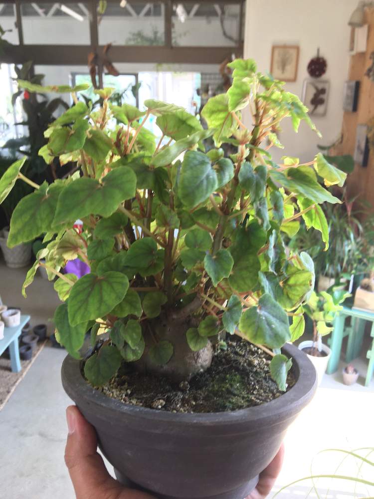 観葉植物の投稿画像 By Greenjamさん Green Jamとベゴニア ドレゲイとfoliageplantとベゴニア 原種とおうち園芸と植中毒と越谷と塊根植物と観葉植物のある暮らしと珍奇植物とベゴニア と観葉植物専門店 月5月3日 Greensnap グリーンスナップ