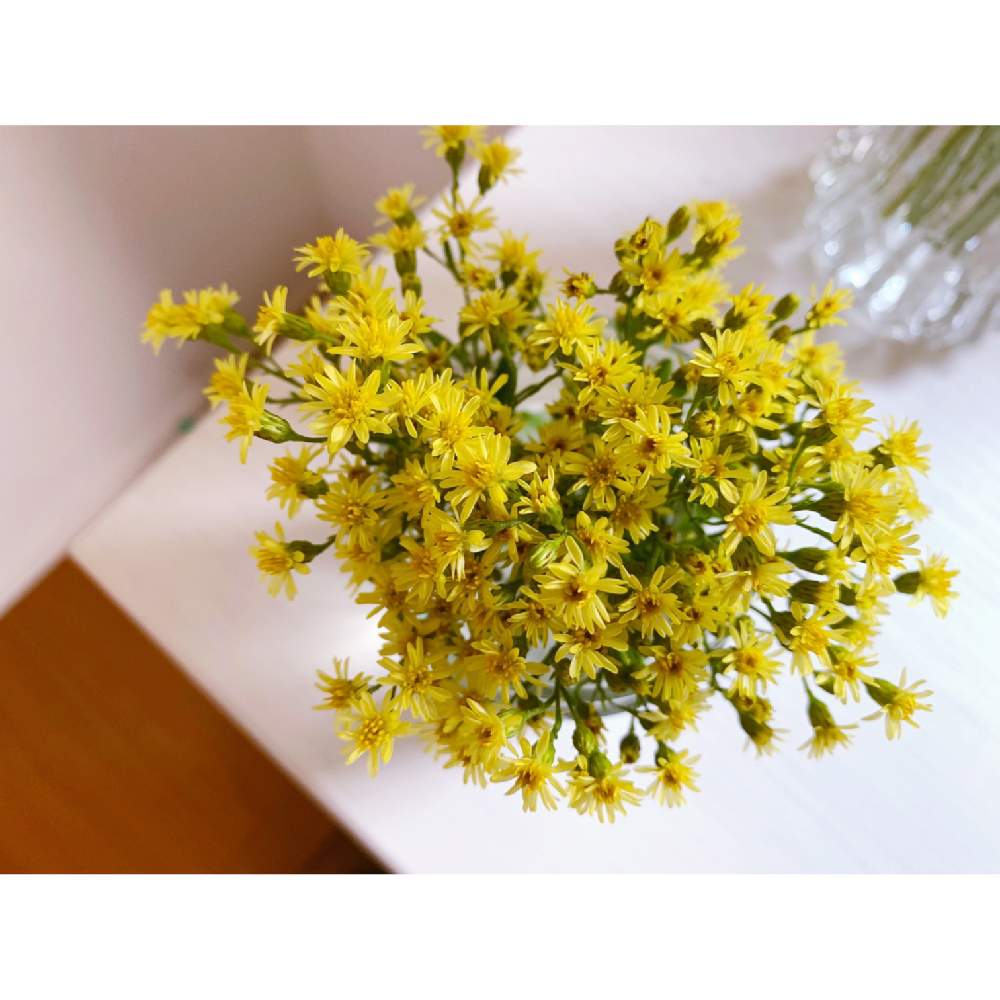 黄色い花の投稿画像 By 林檎さん 小花とおうち時間と花のある暮らしとソリダスター 月5月3日 Greensnap グリーンスナップ
