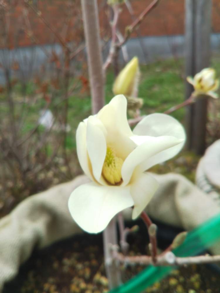 モクレン スノーホワイトの投稿画像 By Askさん みどりのある暮らしと花木とno Green No Lifeと緑のある暮らしと庭木とガーデニングと花 のある暮らしと北海道の庭と北海道 月5月3日 Greensnap グリーンスナップ