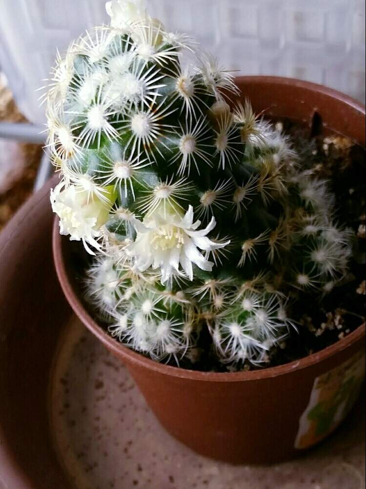 Mammillariaの投稿画像 By 橘 加絵さん ステラオーラータとステラオラータとサボテン科とelongataとマミラリア属とstella Aurataとナフコとエロンガータ 月5月3日 Greensnap グリーンスナップ