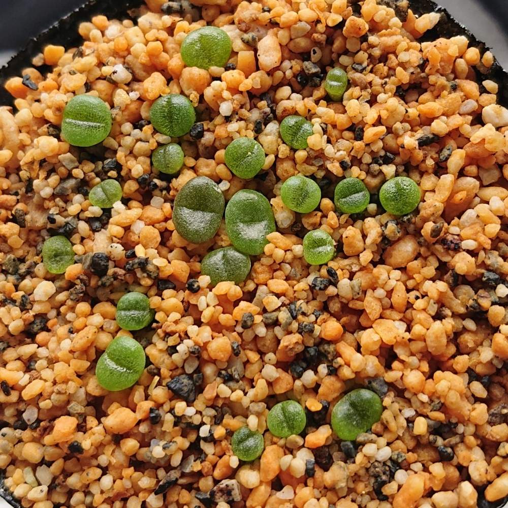 鹿沼土細粒の投稿画像 By りりこるるかさん 頑張れと実生とあかちゃんとリトープス属と育成中と新芽と多肉初心者 月5月3日 Greensnap グリーンスナップ