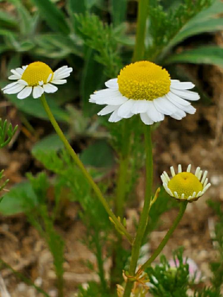 カモミールの投稿画像 By ゆりさん 白い花とかわいい花とカモミールの花とかわぃぃ 2020月5月3日 Greensnap グリーンスナップ