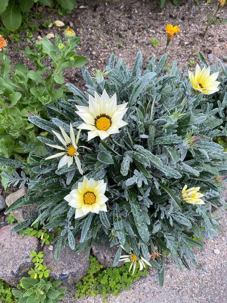 ガザニアの投稿画像 By たいちゃんさん 月5月3日 Greensnap グリーンスナップ