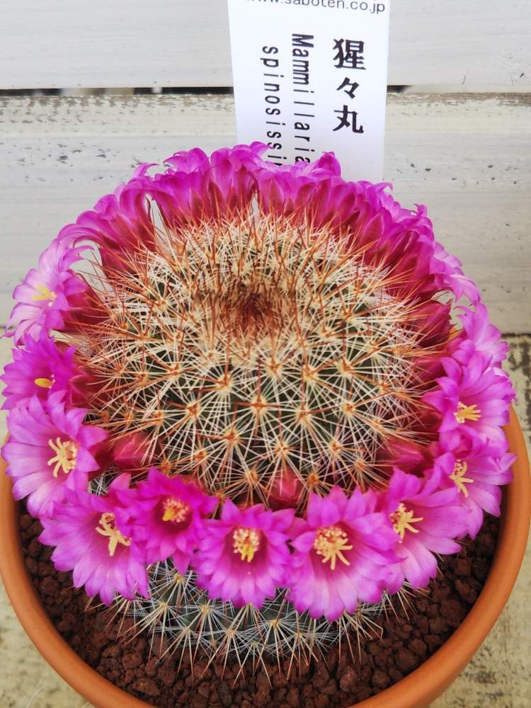 サボテン マミラリア属 新猩々丸 4号鉢 B 高さ約21cm 一部予約販売中 B サボテン マミラリア属 新猩々丸 4号鉢 B 高さ約21cm 一部予約販売中 B