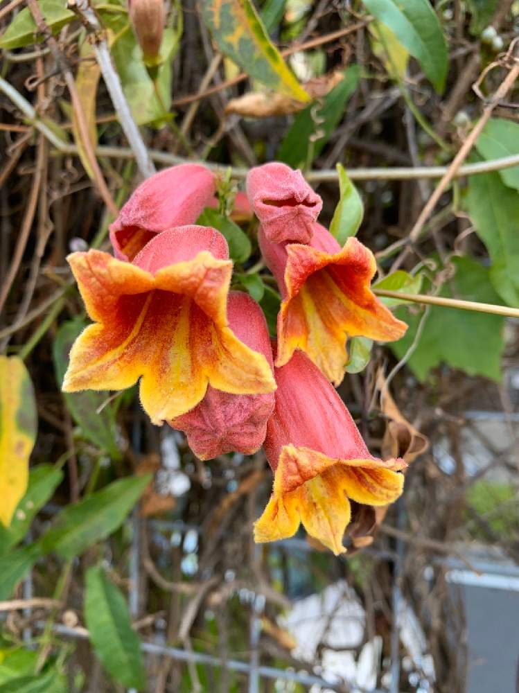 ツリガネカズラの投稿画像 By Kagura42さん 月5月3日 Greensnap グリーンスナップ