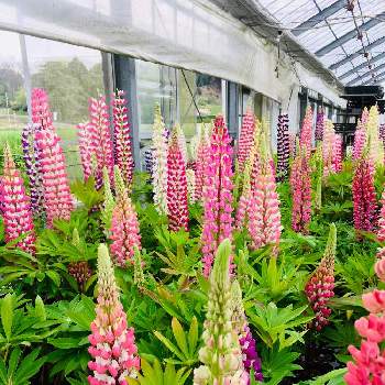 昇り藤の投稿画像一覧 Greensnap グリーンスナップ