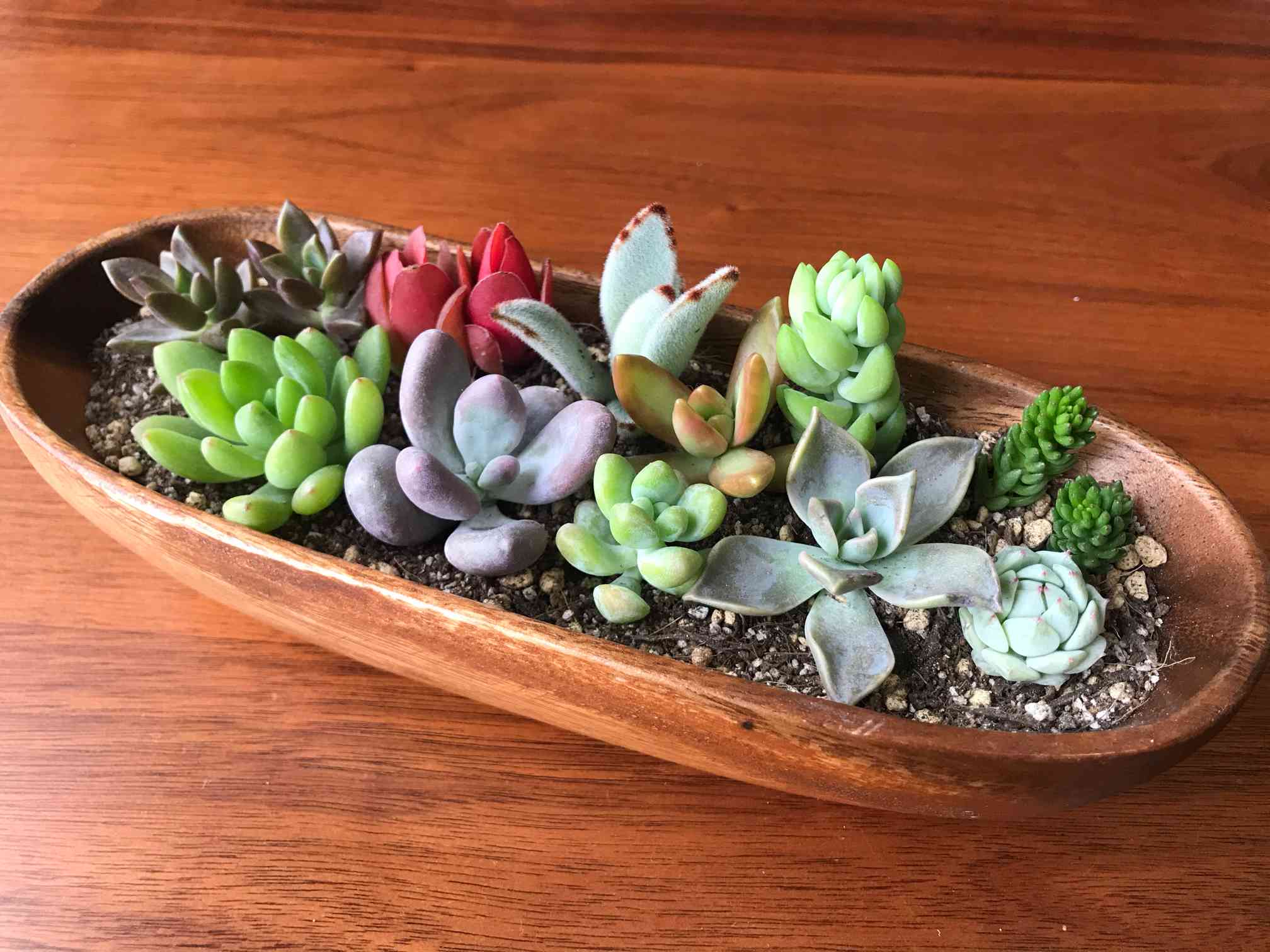 カット芽寄せ植え｜🍀GreenSnap（グリーンスナップ）