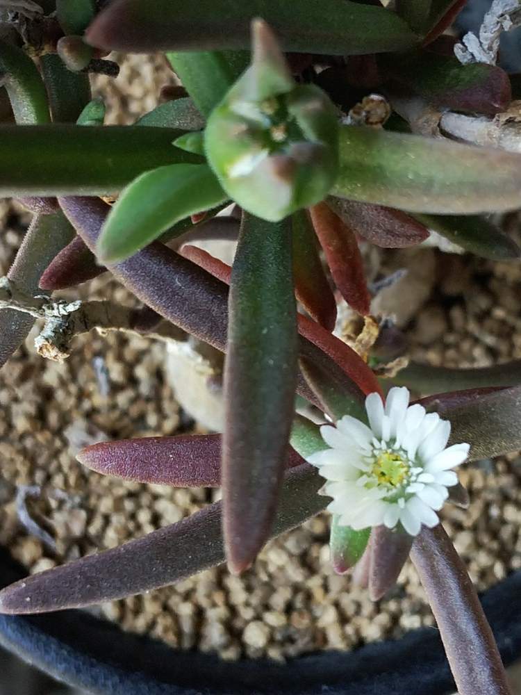 多肉植物の投稿画像 By しろちゃんさん 塊根と白い花が好きとちっちゃい花と トリコディアデマ属とコーデックスと綺麗な白と塊根植物と白い花とかわいいな とビザールプランツ 月5月3日 Greensnap グリーンスナップ
