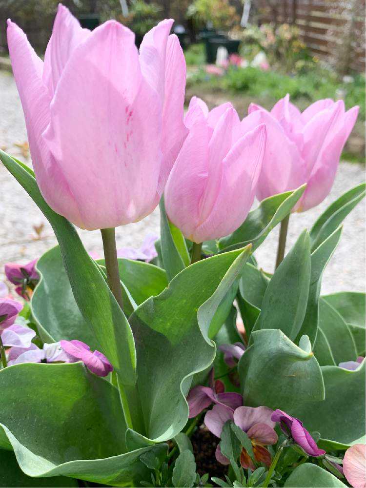 年春 チューリップまとめ Greensnap グリーンスナップ