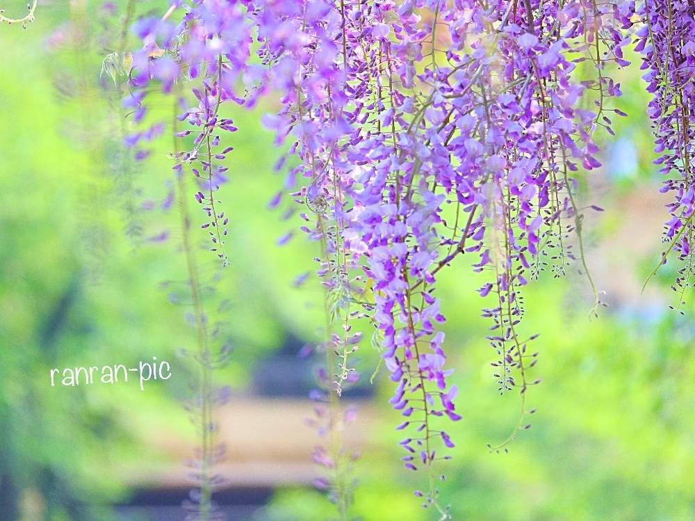 藤の花の投稿画像 By Ranranさん 綺麗と自然美と花撮り人 月5月3日 Greensnap グリーンスナップ