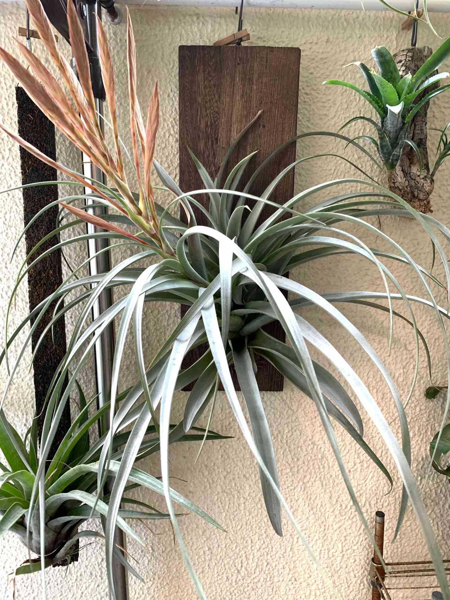 チランジア セントレア スカイリーフ 自家産子株 終売 レア デッドストック チランジア セントレア スカイリーフ 自家産子株 終売 レア デッド