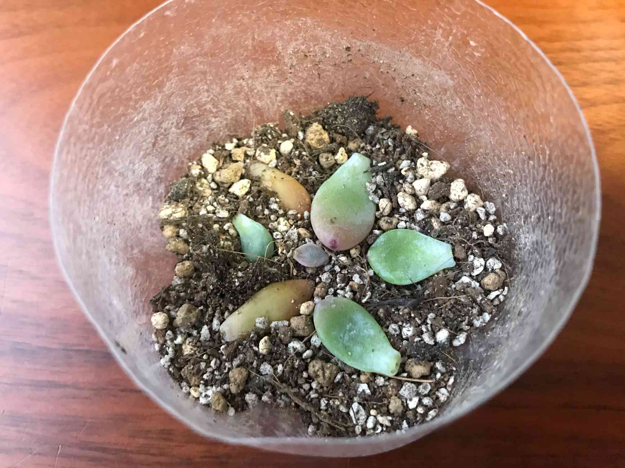 葉挿し (桃美人/ロッティー/銘月)｜🍀GreenSnap（グリーンスナップ）