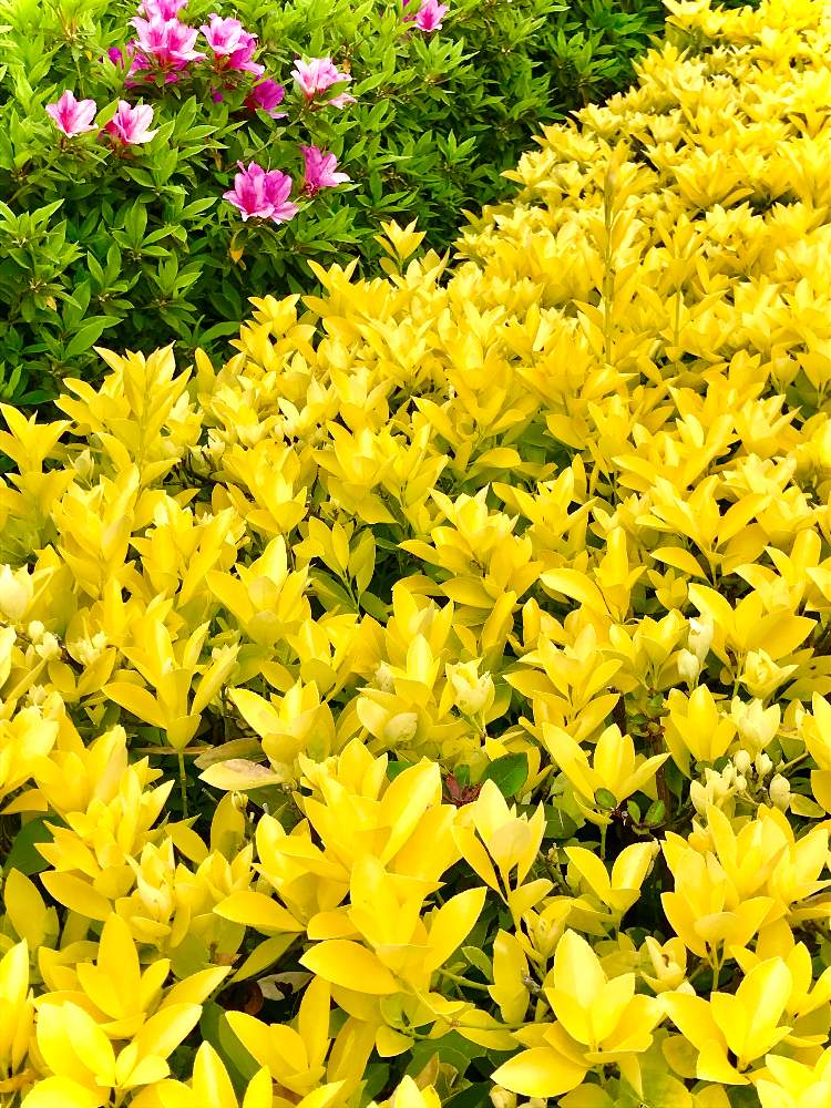 オウゴンマサキ 黄金マサキ の投稿画像 By Cookieさん 月5月3日 Greensnap グリーンスナップ