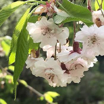 2020桜フォトコンの画像 by marmさん | お出かけ先と2020桜フォトコンとご近所さんぽ、と可愛い花と緑の中でと花のある暮らしとGREEN UP!