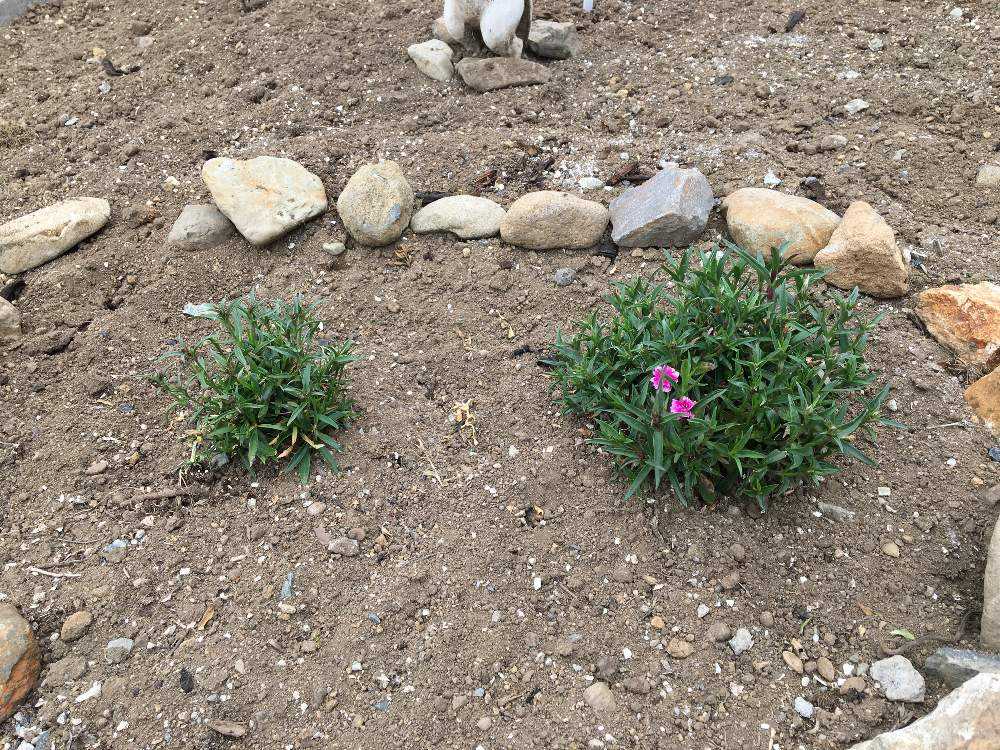 オリビア Greensnap グリーンスナップ