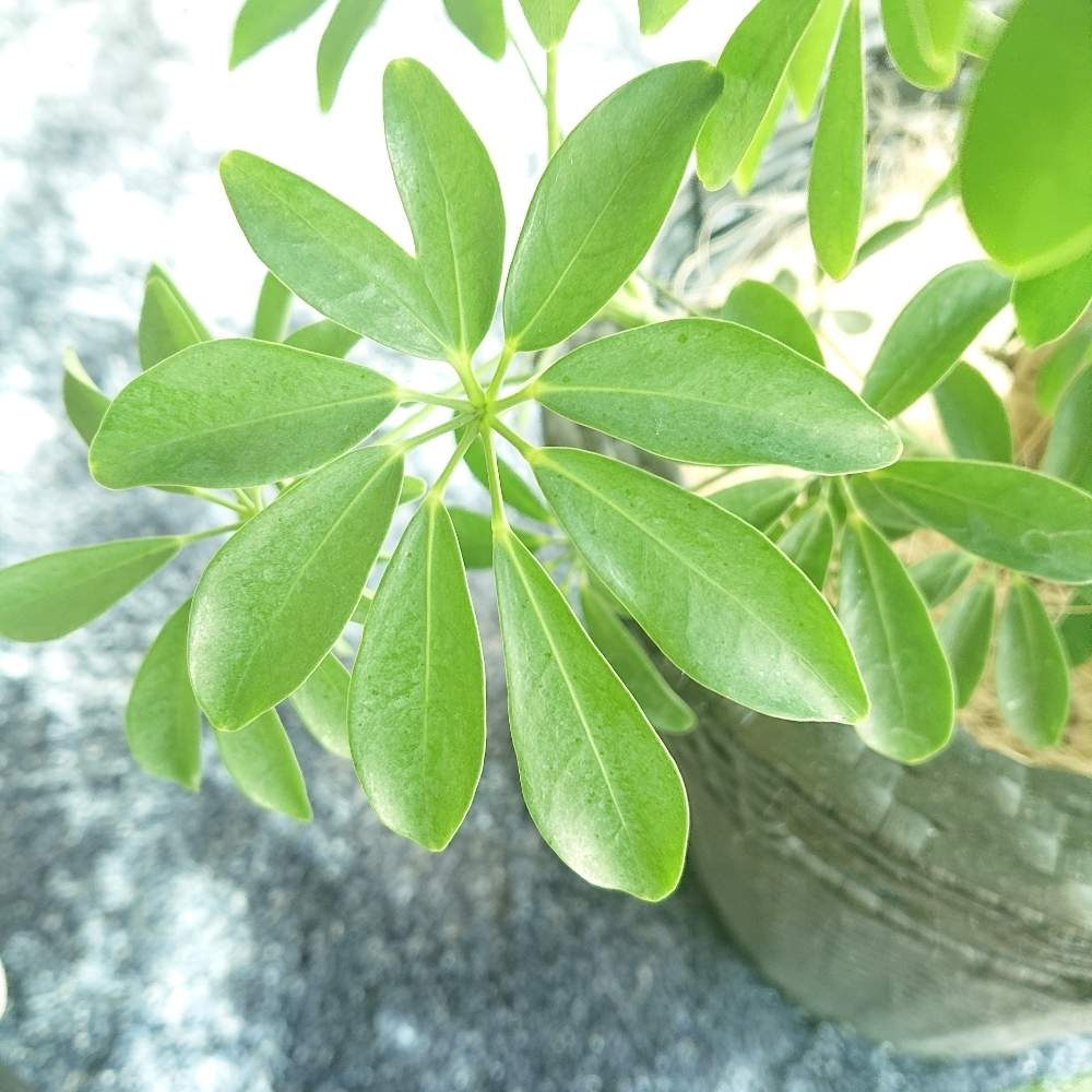 カポックの投稿画像 By Maさん 観葉植物とハートの葉っぱ とおうち園芸 月5月3日 Greensnap グリーンスナップ