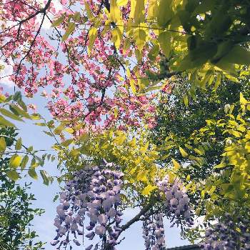 花水木（はなみずき）の画像 by 3883GARDENさん | 広い庭とふじ 藤と花水木（はなみずき）と花のある暮らし
