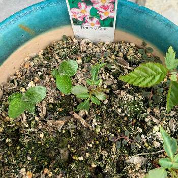 違う そうじゃない の投稿画像一覧 Greensnap グリーンスナップ