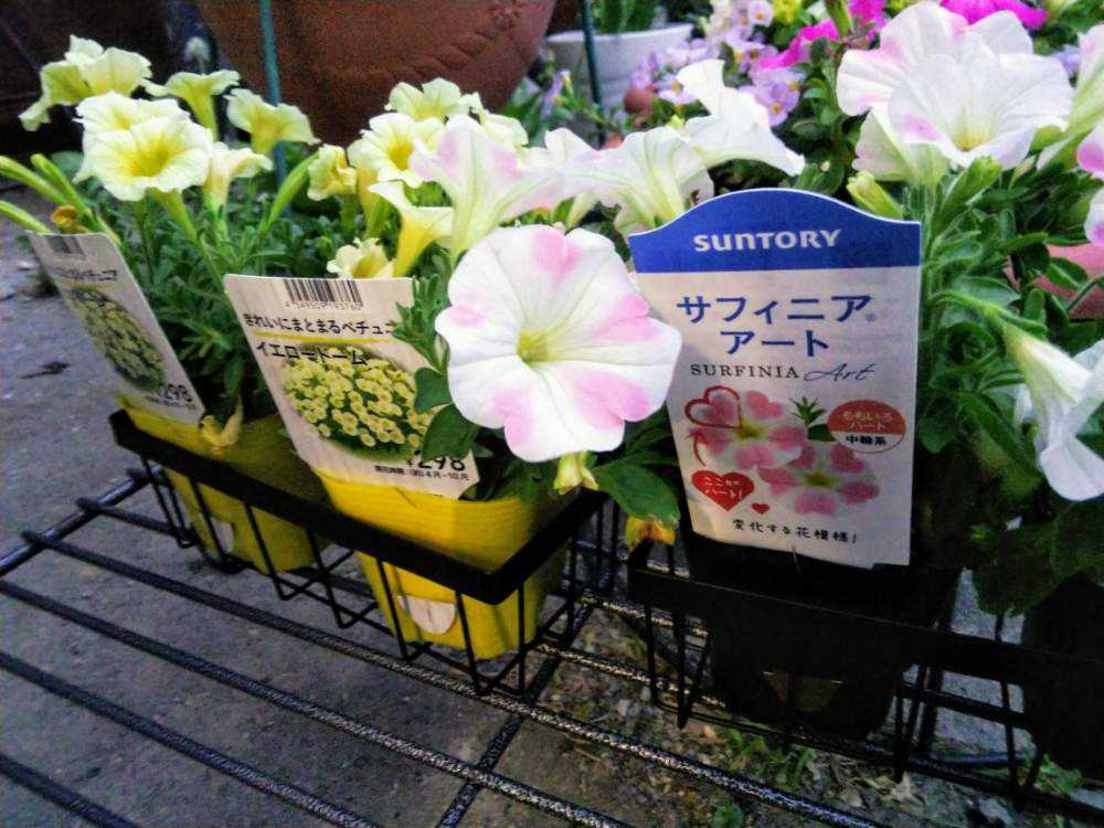 サフィニア ペチュニア ハンギング鉢成長記録 Greensnap グリーンスナップ