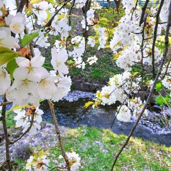 2020桜フォトコンの画像 by EMMAさん | サクラと花のある暮らしと岩手県と2020桜フォトコン