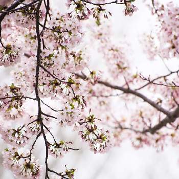 2020桜フォトコンの画像 by satoさん | お出かけ先とソメイヨシノとさくら サクラ 桜とnikond610と2020桜フォトコンと一の村公園と北海道と札幌