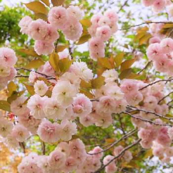 2020桜フォトコンの画像 by 文さん | サクラとヤエザクラとバラ科と近所散歩と樹木の花と2020桜フォトコン